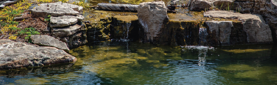 The Pond Guy Water Garden Brand Image