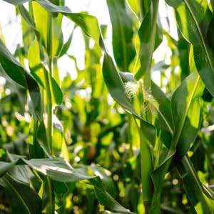 Close Up of Non-GMO Cornstalks