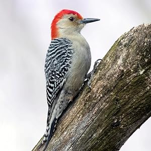 red bellied woodpecker on a branch