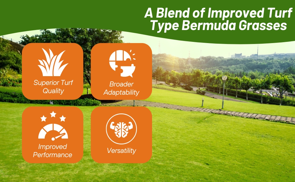 Oasis Turf &amp;amp; Lawn Warm Seed Grass Seed