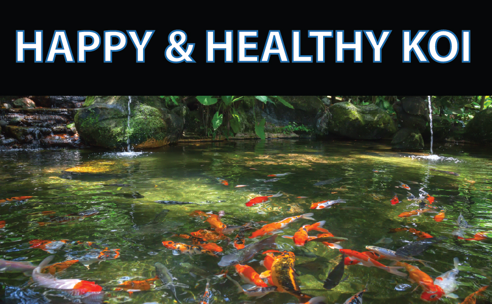 Koi fish in pond with clear water happy and healthy