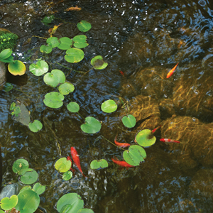 pond water clarifier fish algae cleaner clear ponds fountain algaecide outdoor