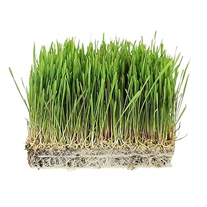 rye grass growing without a tray
