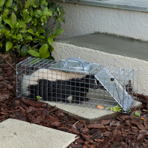 Step 2: Set the Trap