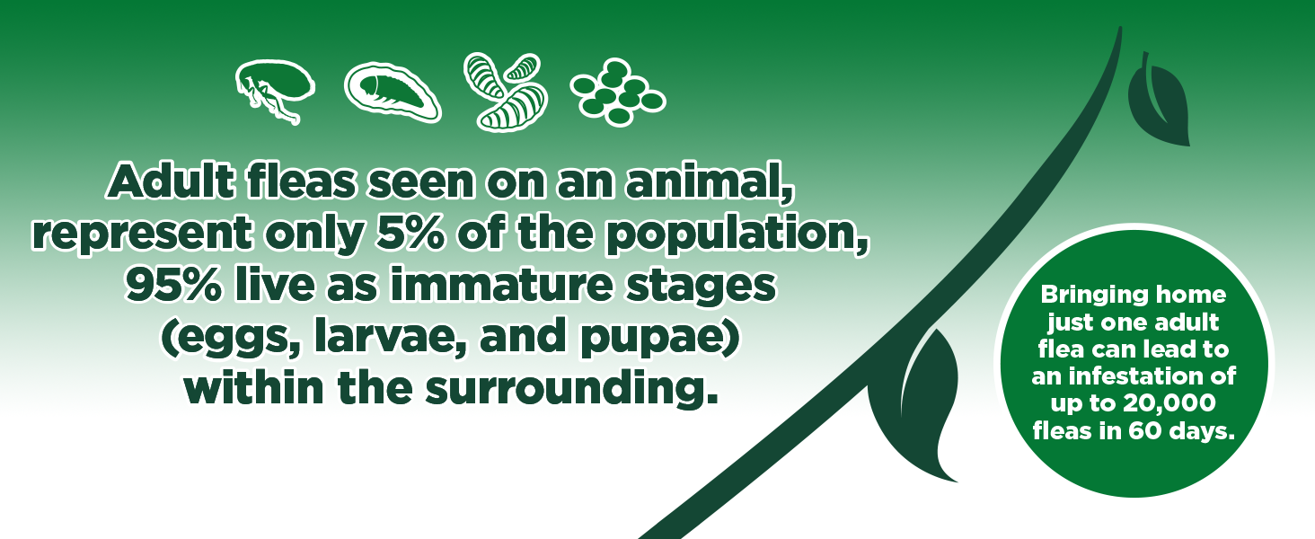 Adult flea facts