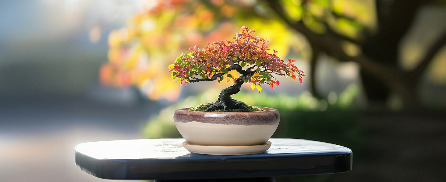 ceramic planters for outdoor plants