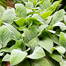 Lamb's Ear
