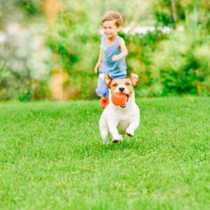 Naturally safe weedkiller, safe for pets and humans