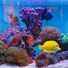 Tropical fish swimming in blue water around corals