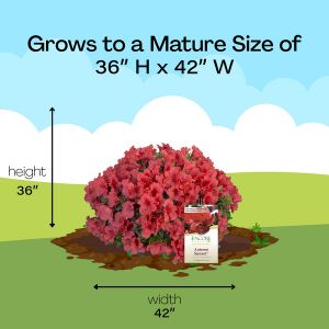 Mature Size