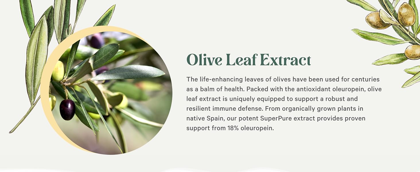 Olive leaves: packed with the antioxidant oleuropein, providing support for a robust immune defense