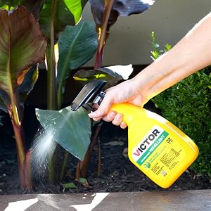 peppermint, repel mice, repel rats, natural, poison free repellent