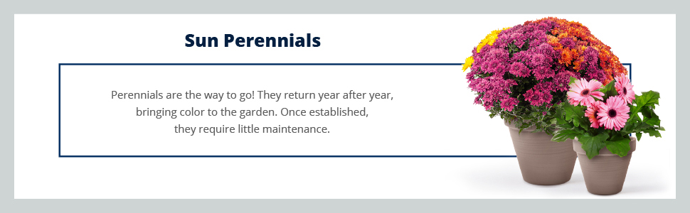 Sun Perennials Description
