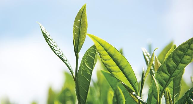 Camellia Sinensis