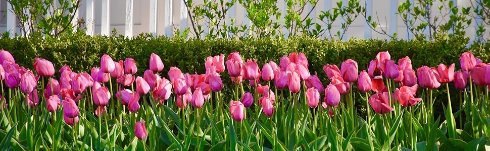 Tulips
