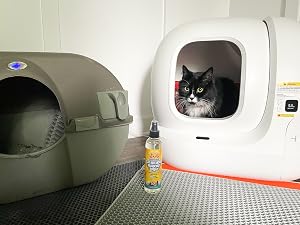 cat with new and old litter box behind cat no more marking spray