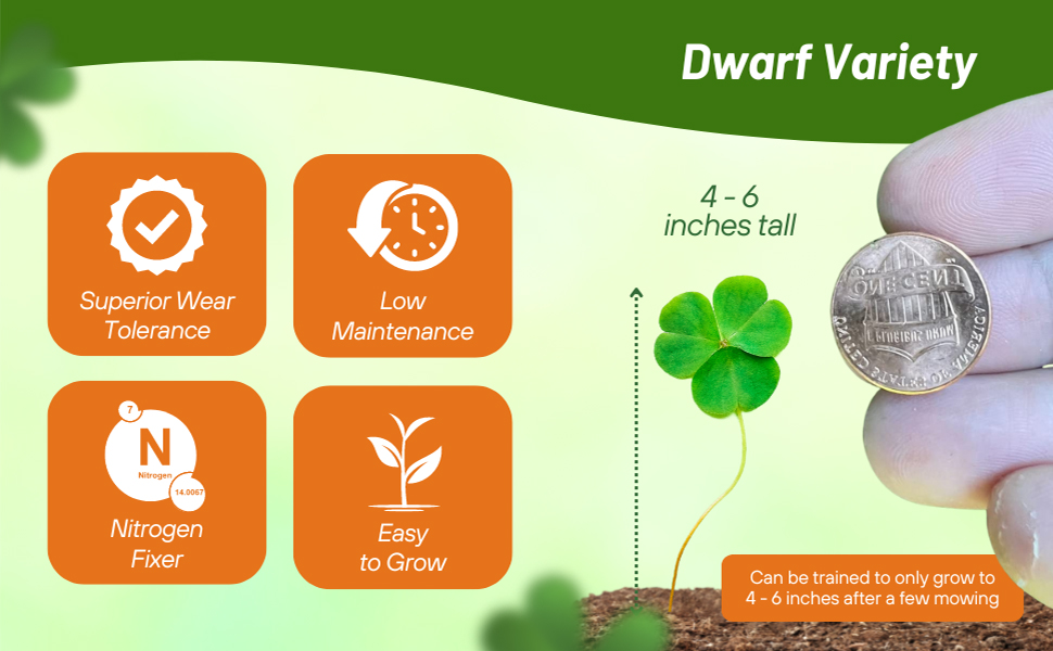 Dwarf Low Growing Mini &amp; Micro Clover Seeds