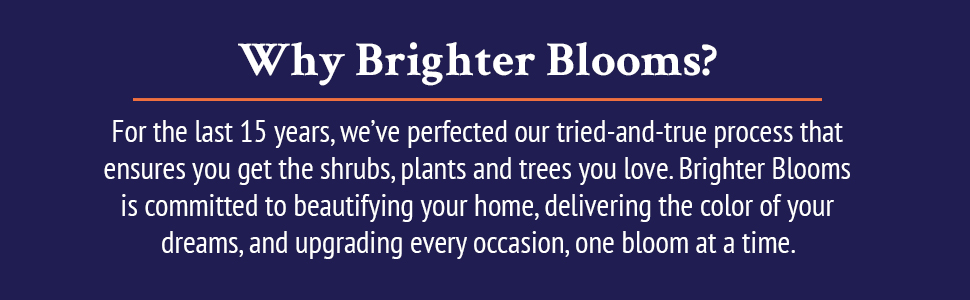 why brighter blooms
