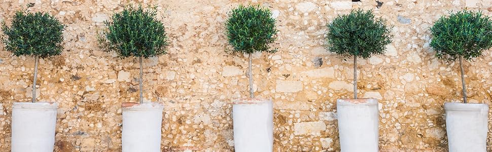The Arbequina Olive Tree