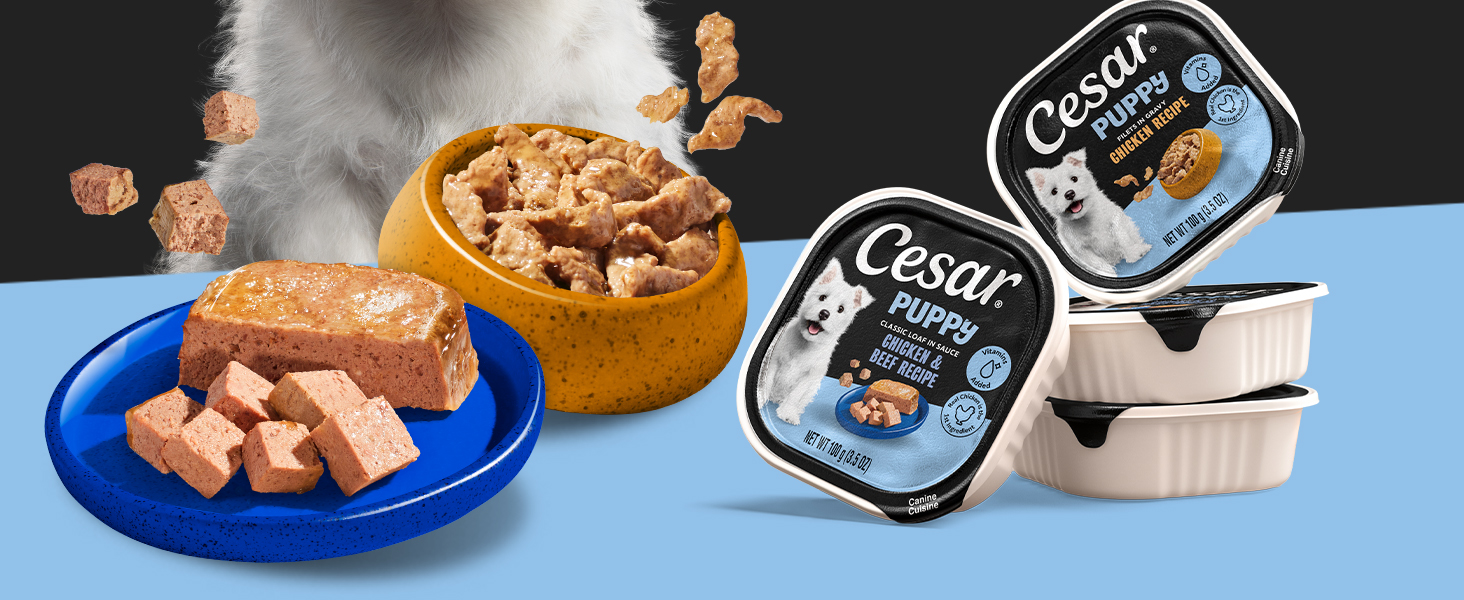 cesar puppy