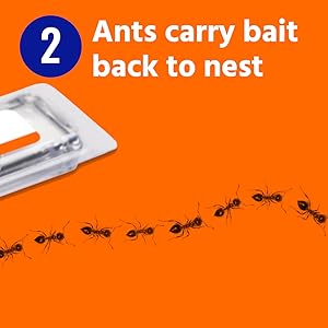 TERRO Liquid Ant Bait is fast-acting, ants are attracted to the bait and carry it back to the nest