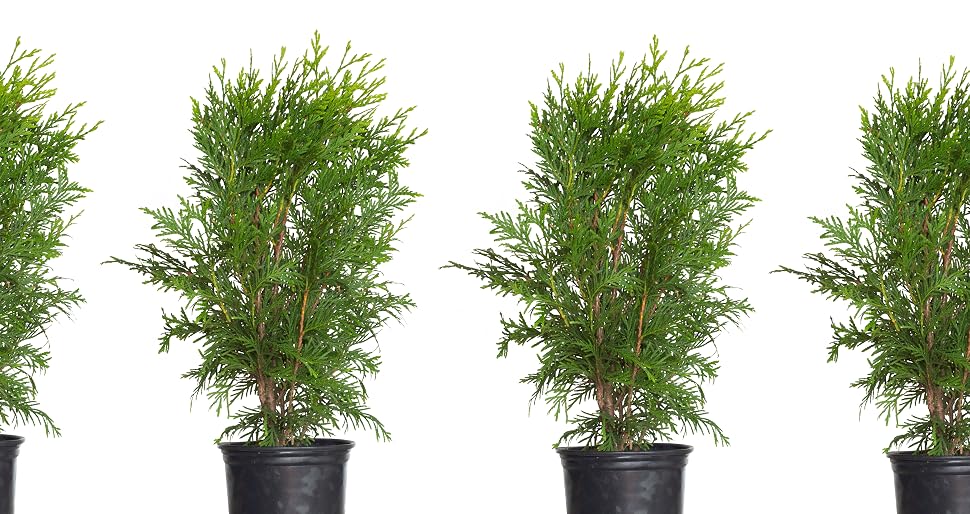 Thuja Green Giant Potted plant banner