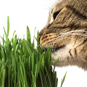 Cat Grass