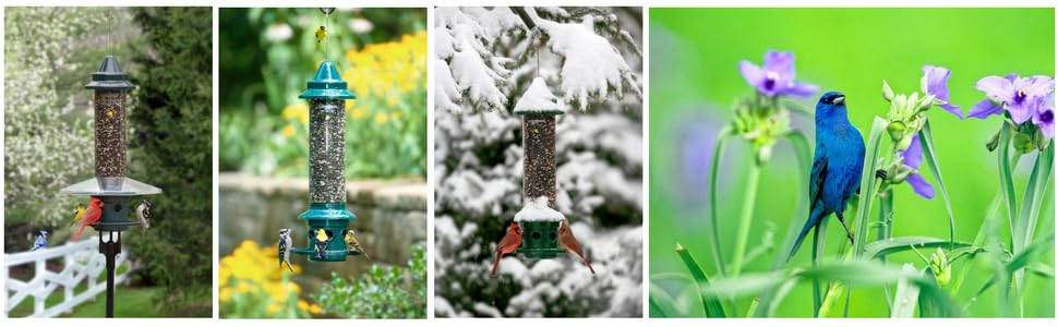 squirrel-proof feeder, birds, beautiful pictures, bird feeder