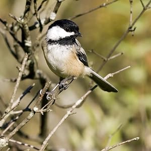 Chickadee