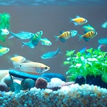 Colorful fish swimming in a planted aquarium with gravel and rocks