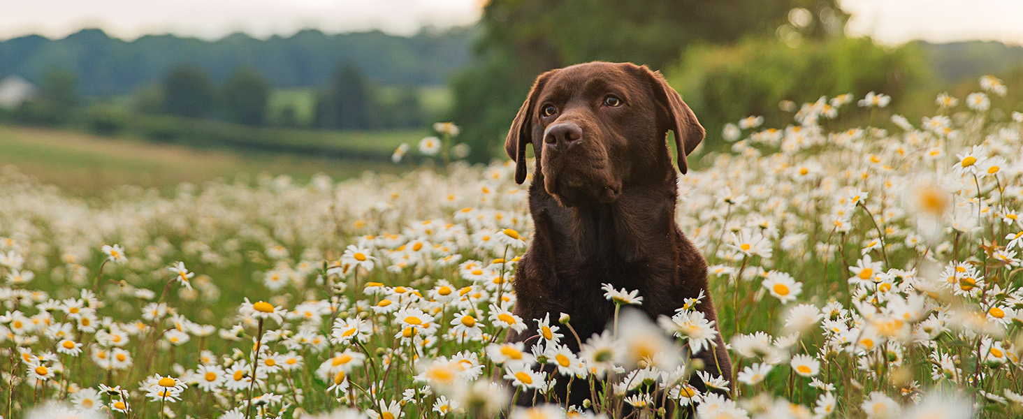 Brown dog sits in a flower field