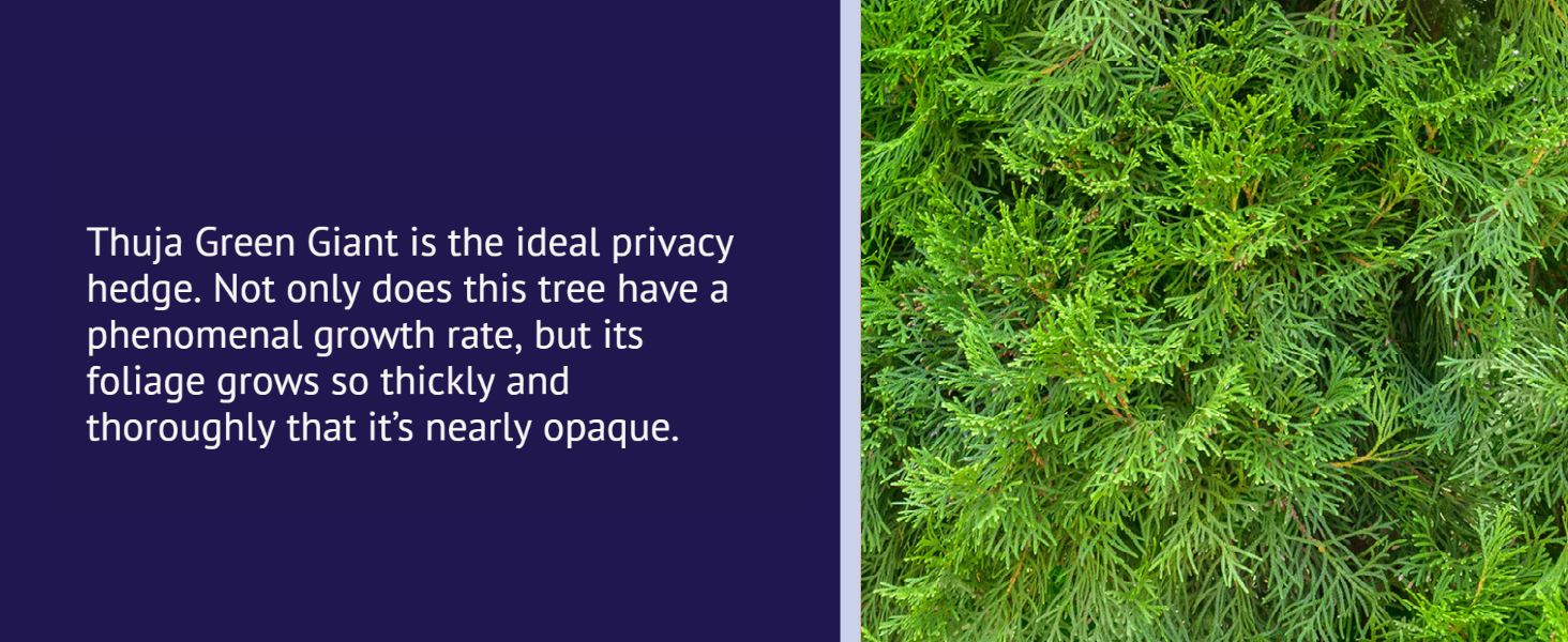 Thuja Green Giant Trees are great for privacy because they grow thick and opaque.