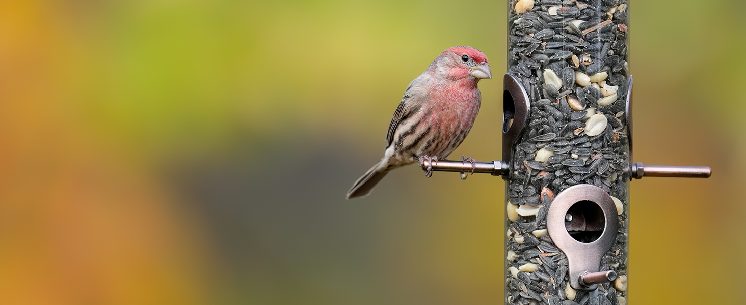 tube bird feeder
