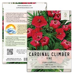 cardinal climber ipomoea seeds for planting to grow plant growing