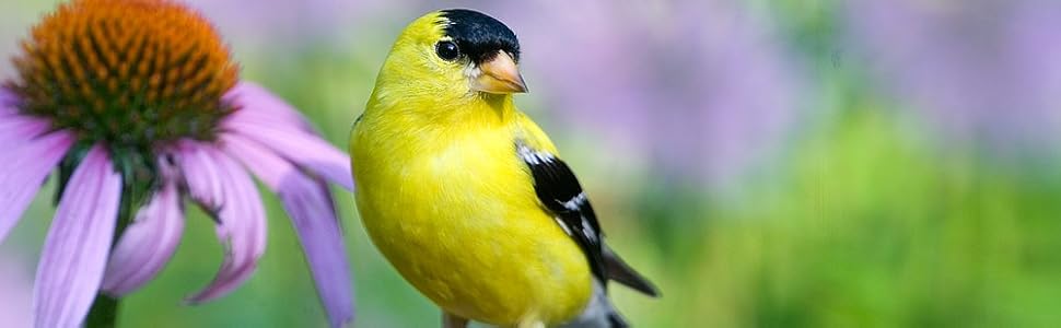 goldfinch on coneflower