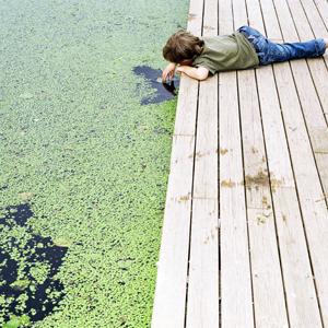 Duckweed, Sonar Infinity, Sonar RTU