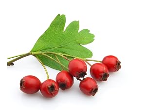 Hawthorne berry