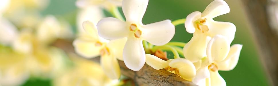Osmanthus Fragrant Tea Olive Shrub by Perfect Plants