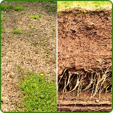 Drought &amp;amp; Erosion Control Indian Native Grass Seeds