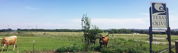Texas Hill Country Olive Co orchard sign
