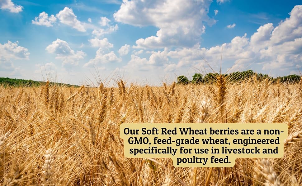 Field of Wheat