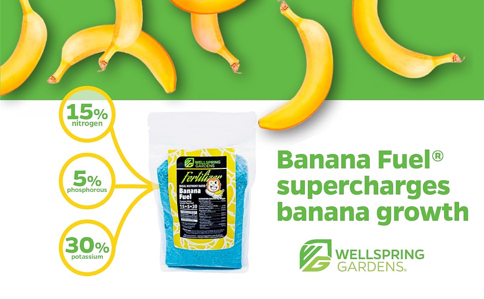 privacy deli bright bearing south seeded hybrid ruffled bigbanana canary island perennials spring