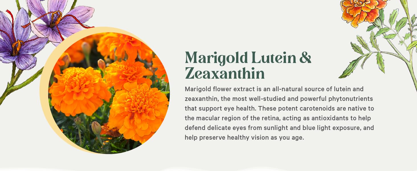 Marigold flower extract is an all-natural source of lutein and zeaxanthin, supporting eye health.