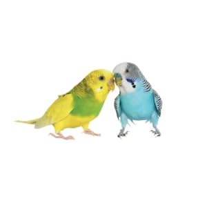 large parrots amazon cockatoo macaw umbrella blue fronted yellow crowned nape goffin african grey