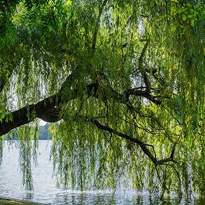weeping willow, cz grain