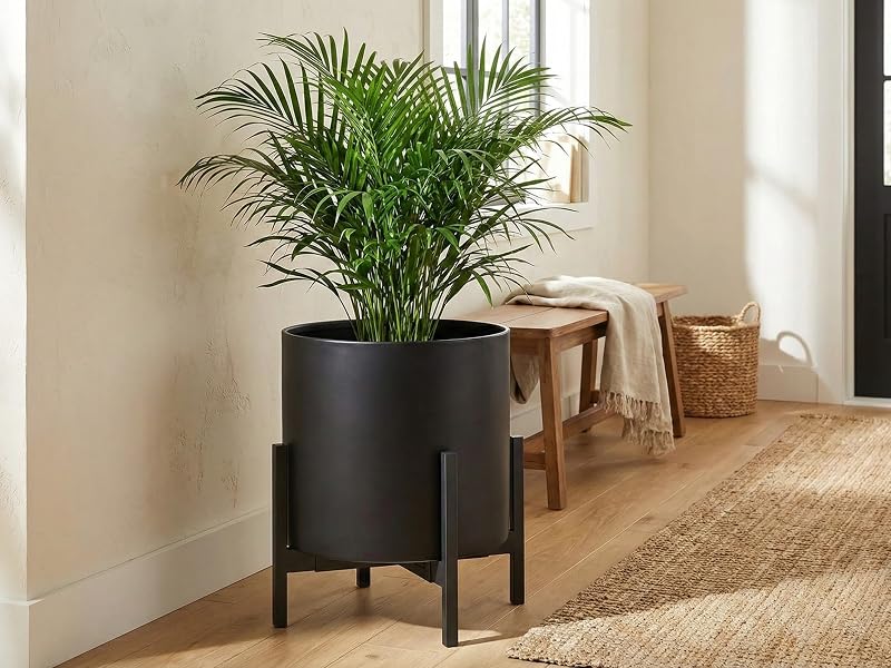 Modern 14 inch matte black tall indoor planter with stand for entryway and large indoor palm tree.