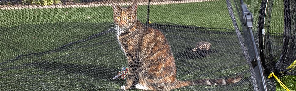 cat in compound