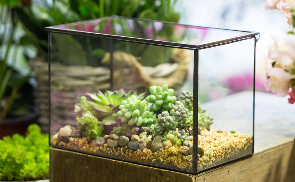 Rectangle Clear Glass Geometric Terrarium