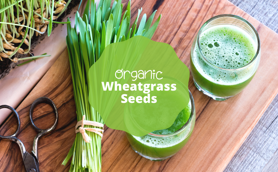 Wheatgrass Growing Kit