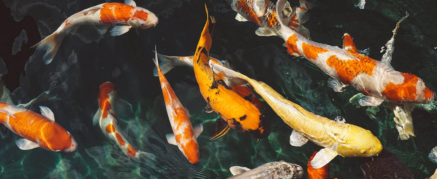 Koi